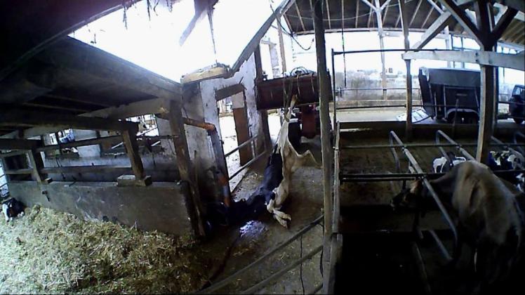 Ein Kuh wird zu einer Krankschlachtung aus dem Stall geholt. Foto: Soko Tierschutz