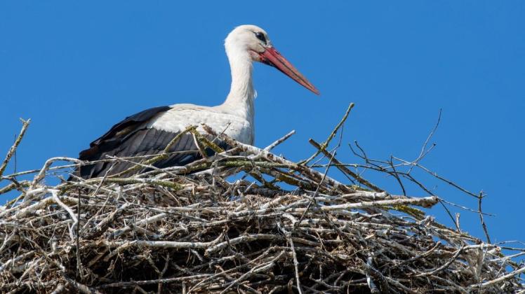 Erster Storch im Landkreis Stade: Der Rückkehrer aus dem Süden hat wieder seinen Nistplatz in Harsefeld bezogen. (Symbolbild)
