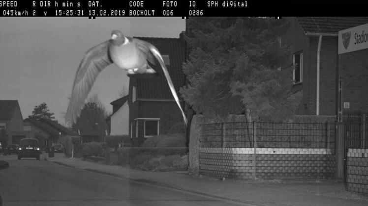 Die Taube war für einen Blitzer in Bocholt (Nordrhein-Westfalen) zwölf Stundenkilometer zu schnell unterwegs.