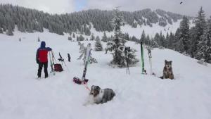 Allgäu: Lawinenhunde üben die Rettung aus meterhohem Schnee