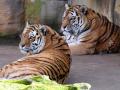 KINA - Mit Tigern auskennen