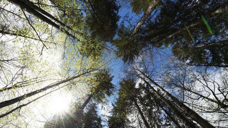Der Grundwasserspiegel ist immer noch nicht ideal für den Wald. In Sachen Aufforstung stellt sich zudem die Frage: Was kann wo wurzeln schlagen? Der Grundwasserspiegel ist immer noch nicht ideal für den Wald. In Sachen Aufforstung stellt sich zudem die Frage: Was kann wo wurzeln schlagen?