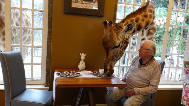 Frühstück in Kenia: Eine Giraffe frisst von Uwe Müllers Teller.