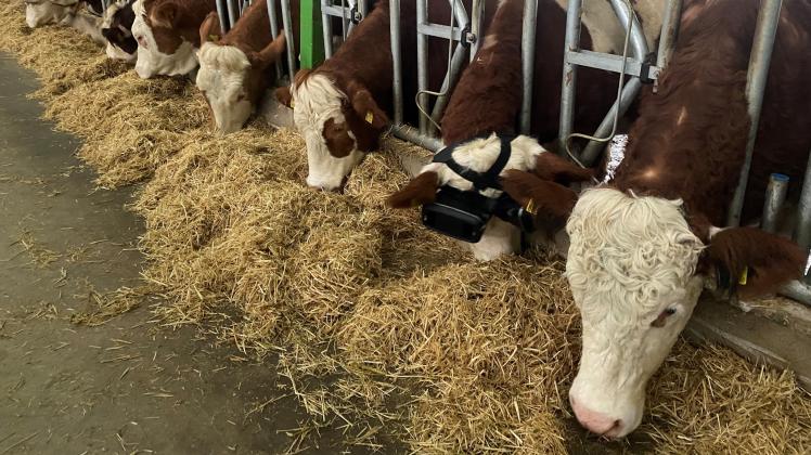 Kühe des Bauern Izzet Kocak tragen eine sogenannten VR-Brille.