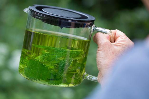 Heilpflanze statt Unkraut So gesund ist die Brennnessel
