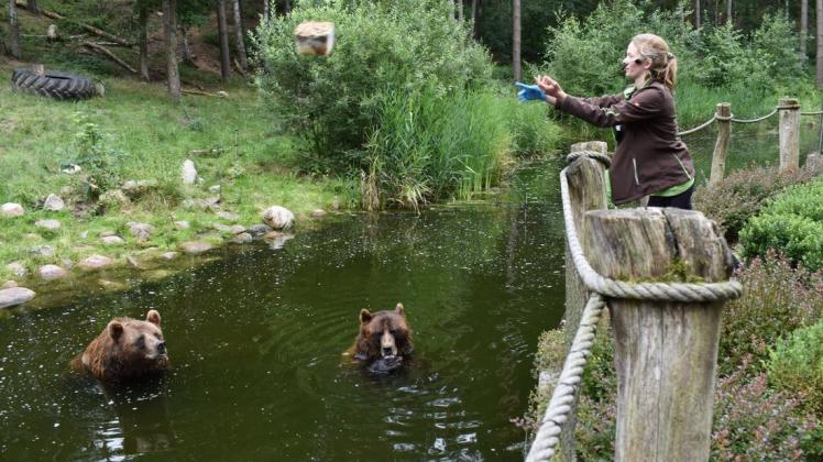 Eine Tierpflegerin füttert im Güstrower Wildpark die Braunbären.