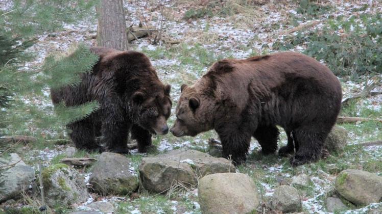 Die beiden Braunbären Fred und Frode haben die Winterruhe gut überstanden.