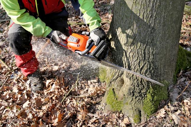 Bäume im eigenen Garten fällen Das müssen Sie jetzt wissen SVZ