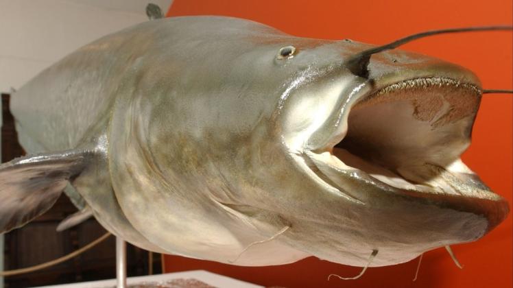 Im Sommer 2001 erschüttert die Geschichte von "Killer-Wels Kuno" viele Hundefreunde in Deutschland. Der riesige Fisch soll einen Dackelwelpen verschlungen haben.