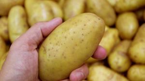 Kartoffel ist Giftpflanze 2022: Das sollten Sie beim Verzehr beachten