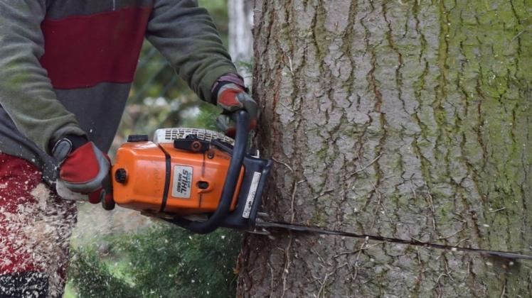 Fällen strengstens verboten, wenn der Baum per Satzung geschützt ist: Das soll jetzt für acht weitere Bäume in Ganderkesee gelten.