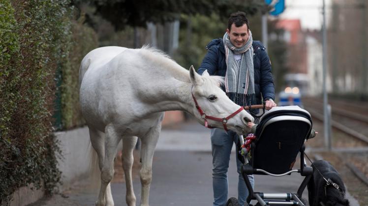 Pferd Jenny geht gern allein spazieren. Neugierig beschnuppert die Araberstute das Kind von Raphael Wöllstein, der gerade auf dem Weg zur Bahn ist. 