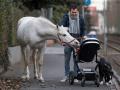 Pferd Jenny geht gern allein spazieren. Neugierig beschnuppert die Araberstute das Kind von Raphael Wöllstein, der gerade auf dem Weg zur Bahn ist. 