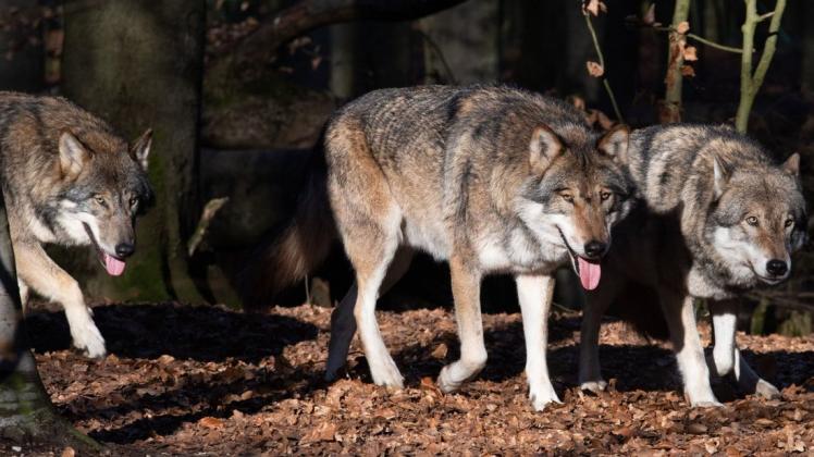 Das „Aktionsbündnis Forum Natur“ fordert eine Abschussquote für Wölfe. (Symbolbild)