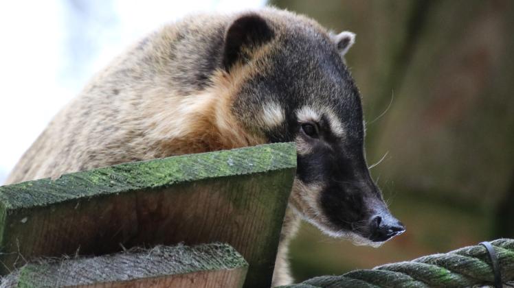 Die Osnabrücker Zoo-Tierärzte hatten bei Nasenbär „Browni“ eine Schwellung entdeckt. Deshalb fuhren sie mit ihm zu einer Georgsmarienhütter Spezialistin, die dem Tier schnell helfen konnte.