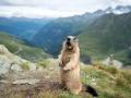 Wer in den Alpen wandert, hört manchmal den schrillen Warnpfiff eines Murmeltiers.