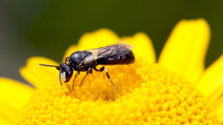 Eine Wildbiene saugt Nektar.