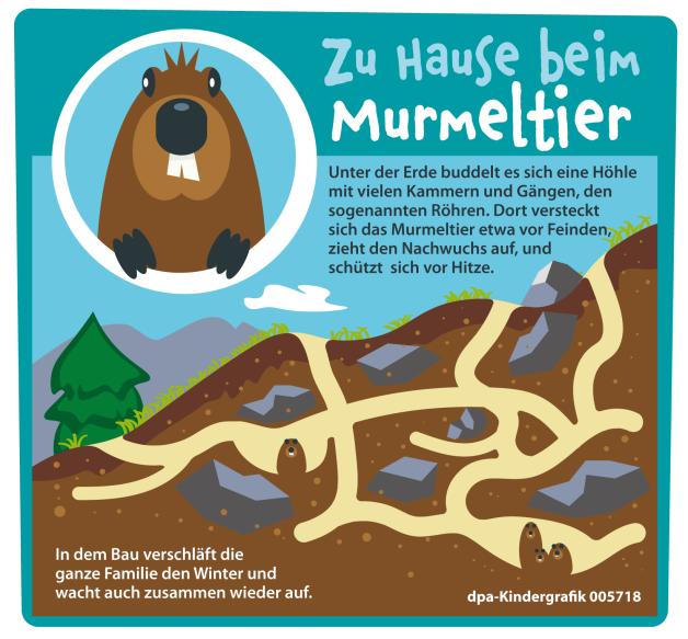 Kindergrafik: Zu Hause beim Murmeltier (25.01.2022)