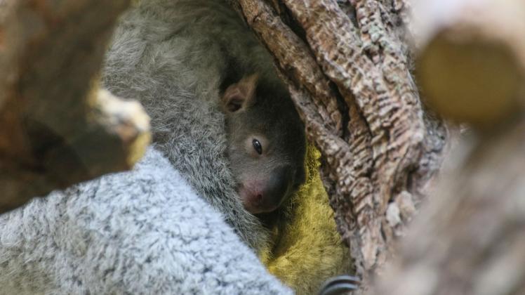 Zoo Duisburg: Baby-Koala