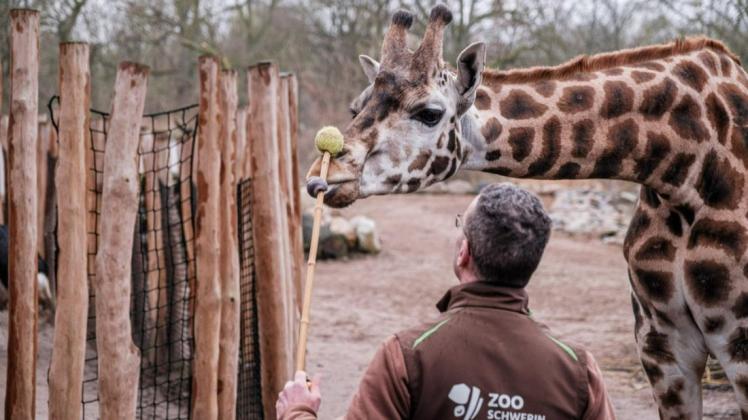 Training mit dem Tennisball: Giraffe Daisy nimmt bei der Übungsstunde mit Revierleiter Thomas Engelhardt ihren ganzen Mut zusammen.