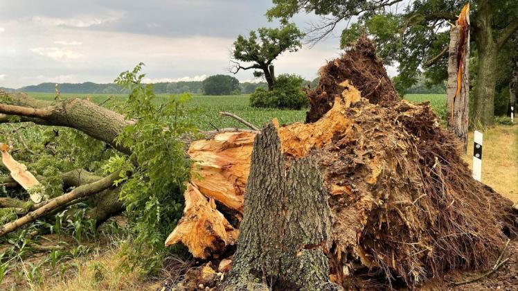 Sturmtief "Nadia" hat am Wochenende in Mecklenburg-Vorpommerns Wäldern mehr als 100 000 Bäume umgerissen.