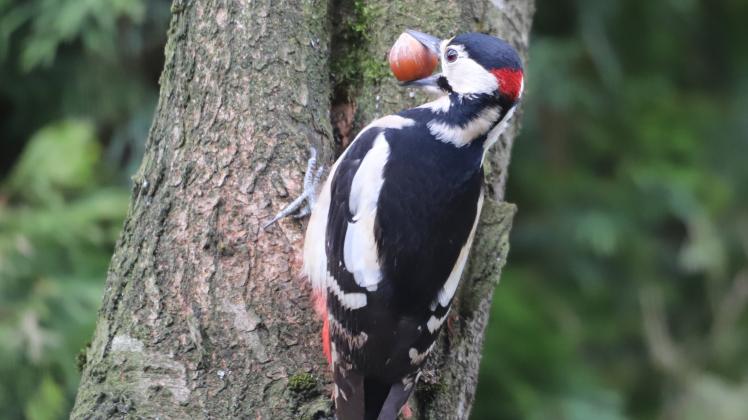 Er war der gesuchte Vogel vom 2. Februar: Mittelspechte leben europaweit in alten Laubwäldern wie dem Hasbruch.