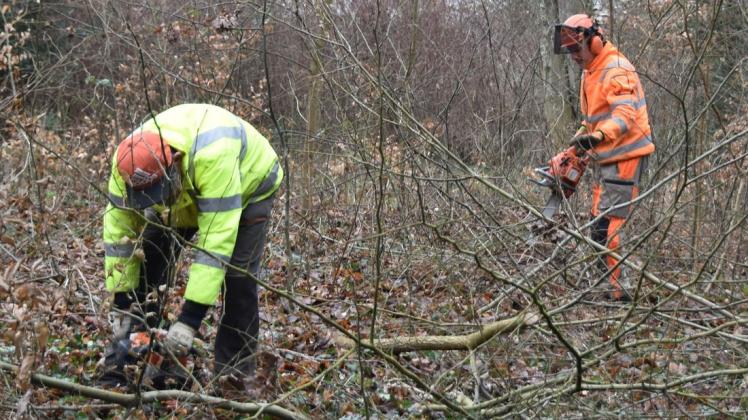 Dem Unterholz geht es jetzt an den Kragen, damit der Landschaftspark danach nach historischem Vorbild umgestaltet werden kann. Dem Unterholz geht es jetzt an den Kragen, damit der Landschaftspark danach nach historischem Vorbild umgestaltet werden kann.