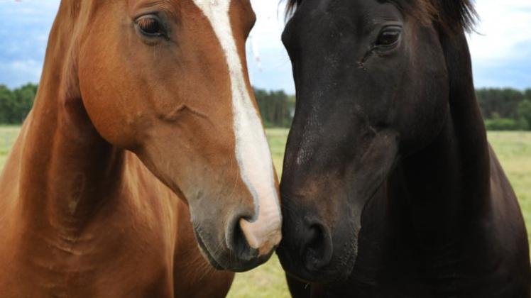 Diesen beiden Pferden geht es deutlich besser als ihren Artgenossen auf den südamerikanischen Blutfarmen. 