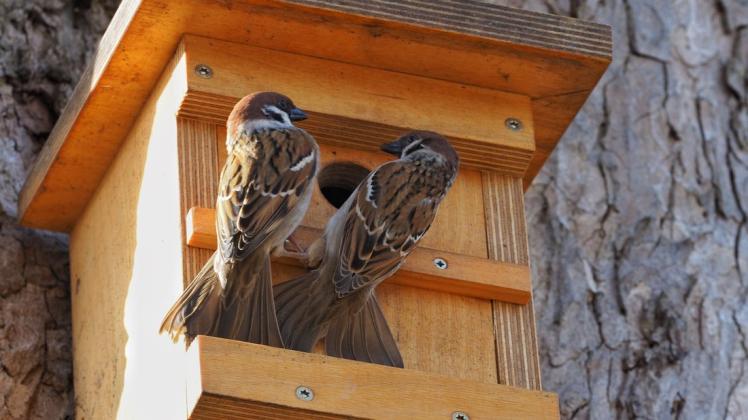 Wie diese beiden Spatzen sollen auch Vögel in Parchim bald weitere Nistkästen ansteuern können. Kinder können diese in den Winterferien bauen.