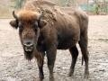 Im Tierpark Berlin werden Wisente gezielt gezüchtet, damit die Tierart nicht ausstirbt.