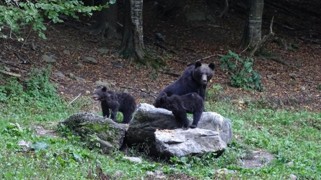 Auf Braunbären-Safari: Während der Multiplikatorenschulung in Rumänien für das EDU Wildlife-Bildungsprojekt beobachteten die Teilnehmer Bären im Nationalpark Piatra Craiului. Foto: Josef Gebbe