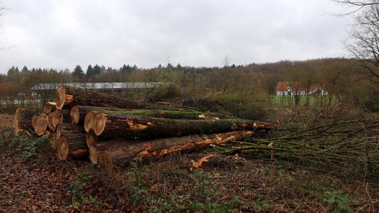 Die Pappeln an der Krevinghausener Straße oberhalb des Sägewerks sind gefällt worden. Die 60 Jahre alten Bäume stellten eine Gefahr für die Nachbarn da.