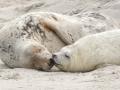 Eine junge Kegelrobbe und das Muttertier liegen am am Strand der Düne vor der Hochseeinsel Helgoland.