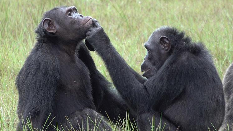 Schimpansen in freier Wildbahn wurden erstmalig dabei beobachtet, wie sie fliegende Insekten fangen und in ihre eigenen und die Wunden von anderen Gruppenmitgliedern auftragen.