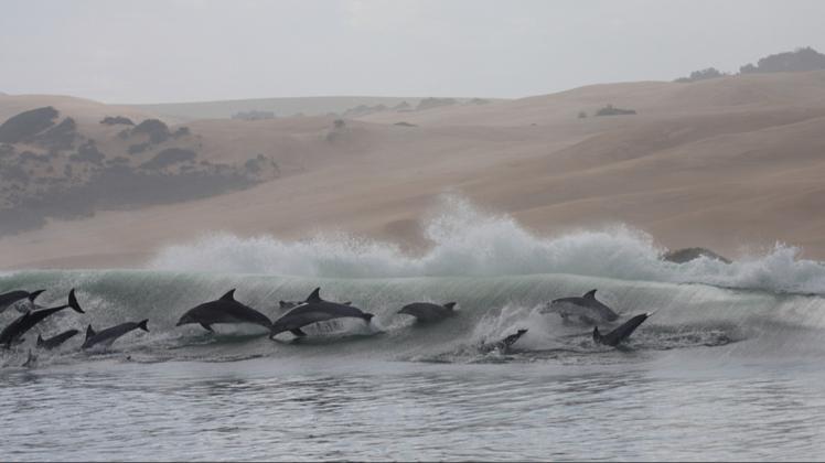 Die Gesundheit der Delfine an der Südostküste Südafrikas hat sich deutlich verschlechtert.