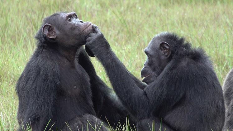 Schimpansen kümmern sich umeinander. Auch wenn einer sich mal weh getan hat. 
