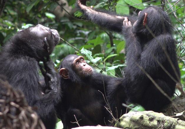 Die Schimpansen schauen sich genau an, wie es ihren Freunden geht.