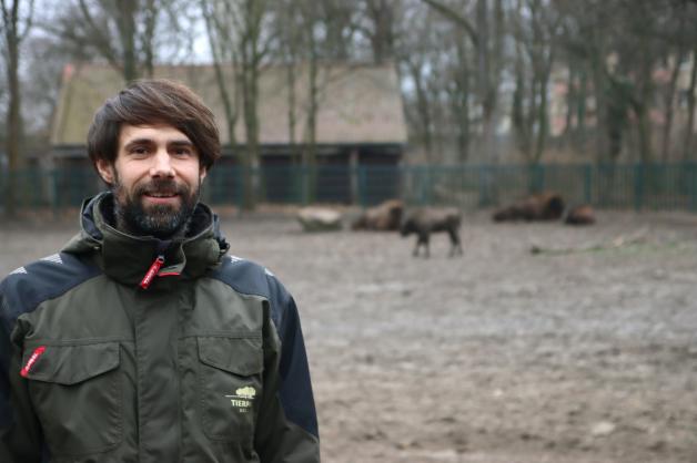 Florian Sicks vom Tierpark Berlin ist einer der Experten, die sich um die Auswilderung von Wisenten kümmern.