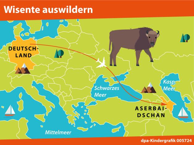 Kindergrafik: Wisente auswildern (01.02.2022) Kindergrafik: Wisente auswildern (01.02.2022)
