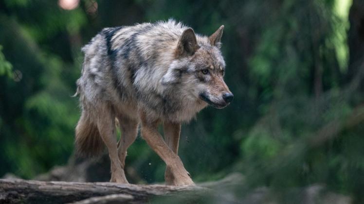 Die Abschüsse der beiden Wölfe in der Gemeinde Amt Neuhaus sind von dem Bundesnaturschutzgesetz rechtlich abgesichert.