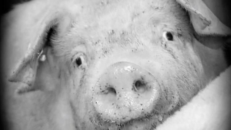 In der Schweinehaltung gibt es laut Studie Probleme mit kranken Tieren. Diesen Schweinen geht es gut. 