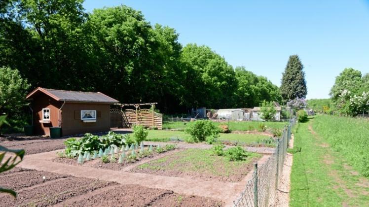 In der Kleingartensiedlung am südlichen Quakenbrücker Stadtrand kostet ein Quadratmeter Garten 60 Cent. 