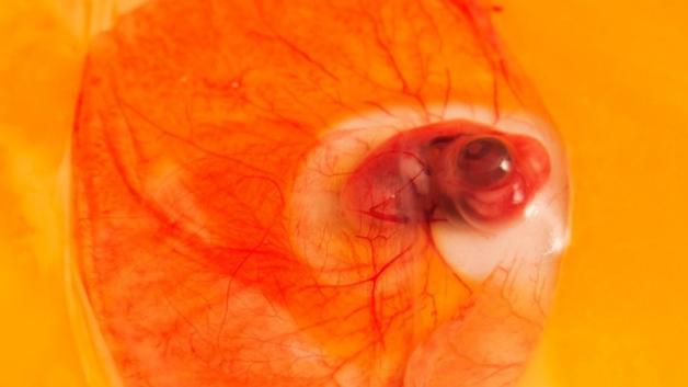 Ein Hühner-Embryo am achten Bruttag. 