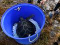 KINA · Schildkröte Lizzie schwimmt in die Freiheit