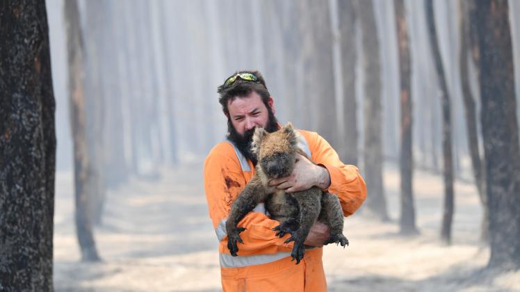 Adelaide wildlife rescuer Simon Adamczyk is seen with koala rescued at a burning forest near near Cape Borda on Kangaroo Island, southwest of Adelaide, Tuesday, January 7, 2020. A convoy of Army vehicles, transporting up to 100 Army Reservists and self-sustainment supplies, have arrived on Kangaroo Island as part of Operation Bushfire Assist at the request of the South Australian Government. (AAP Image/David Mariuz) NO ARCHIVING
