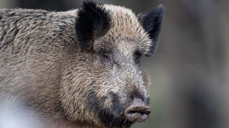 Nicht nur Landkreise kämpfen gegen die Afrikanische Schweinepest. Auch die Bundeswehr.