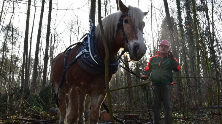 Zusammen mit seinem Pferd Hannes bewegt Mecklenburger Kutsch- und Kremserfahrten-Geschäftsfüher Axel Peters das Holz im Rostocker Stadtwald. Zusammen mit seinem Pferd Hannes bewegt Mecklenburger Kutsch- und Kremserfahrten-Geschäftsfüher Axel Peters das Holz im Rostocker Stadtwald.