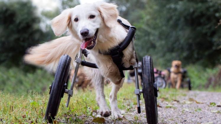 Auch mit Rädern macht das Hundeleben Spaß. Hauptsache, man kommt voran. Der Verein Amals Welt e.V. sucht zurzeit in MV einen Gnadenhof für solche Tiere.