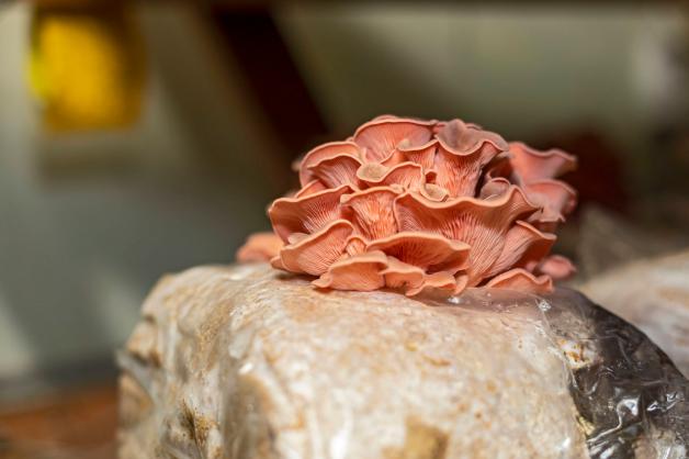 In Substratsäcken aus vorgefertigten Sets können Pilze ohne viel Arbeit herangezüchtet werden.