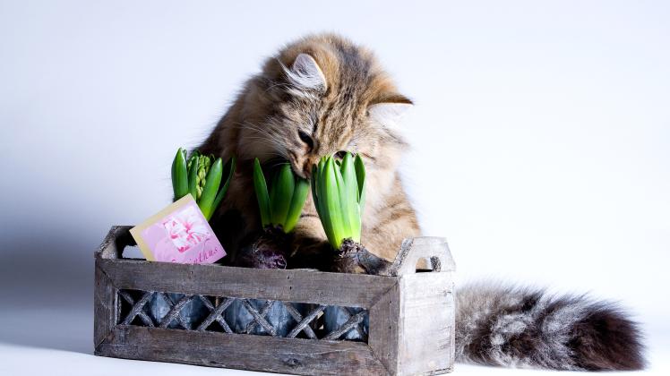 An Blumen zu knabbern, kann für Katzen gefährlich werden. Wir zeigen, welche Blumen giftig sind. (Symbolbild)